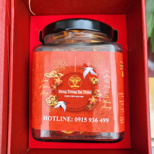 Đông Trùng Hạ Thảo sấy thăng hoa lọ 10g